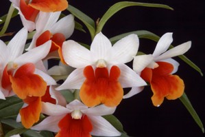 Dendrobium Jiaho Candy Popping Pumpkin AM/AOS 83 pts.